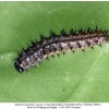 argynnis alexandra iran larva l2